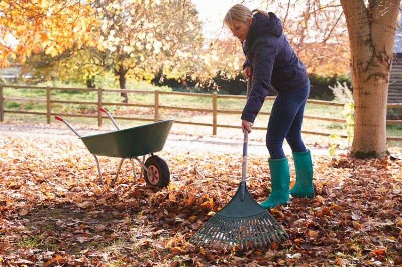 raking leaves