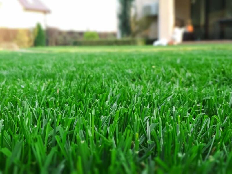 st augustine grass lawn
