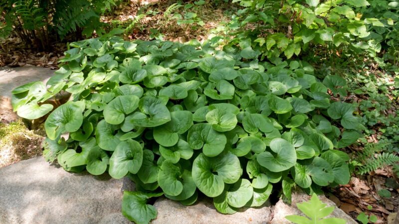 wild ginger shade ground cover