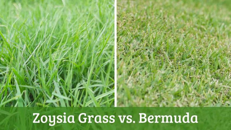 zoysia grass vs bermuda grass