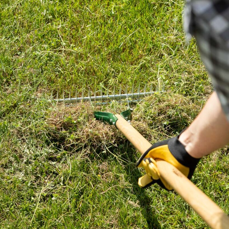 dethatching