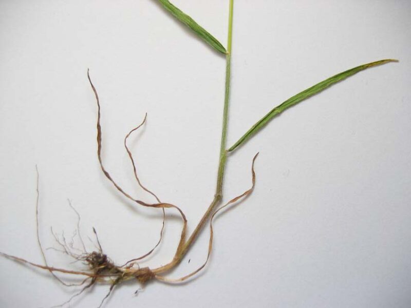 grass plant root system