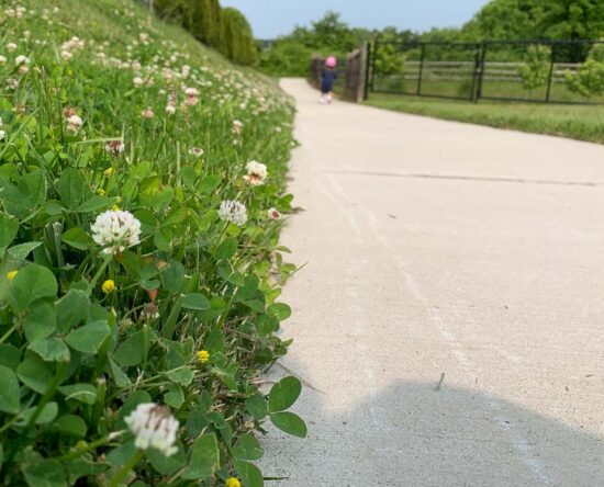 how to kill clover in lawn