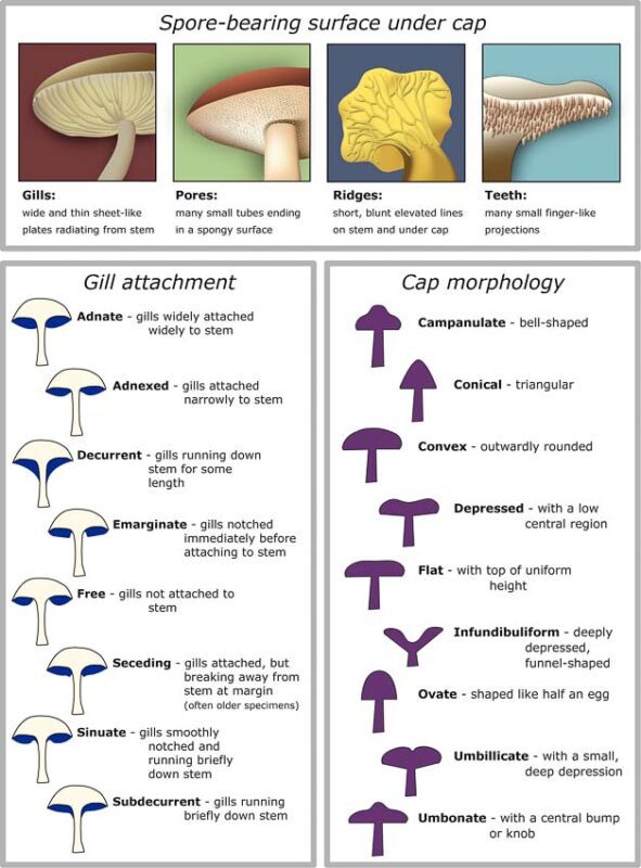 mushroom lifecycle