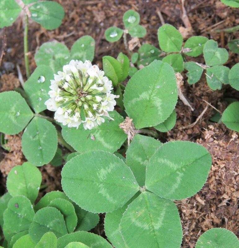 white clover