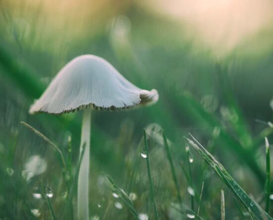 get rid of mushrooms in grass