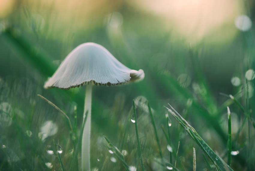 get rid of mushrooms in grass