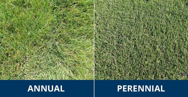 what does perennial ryegrass look like