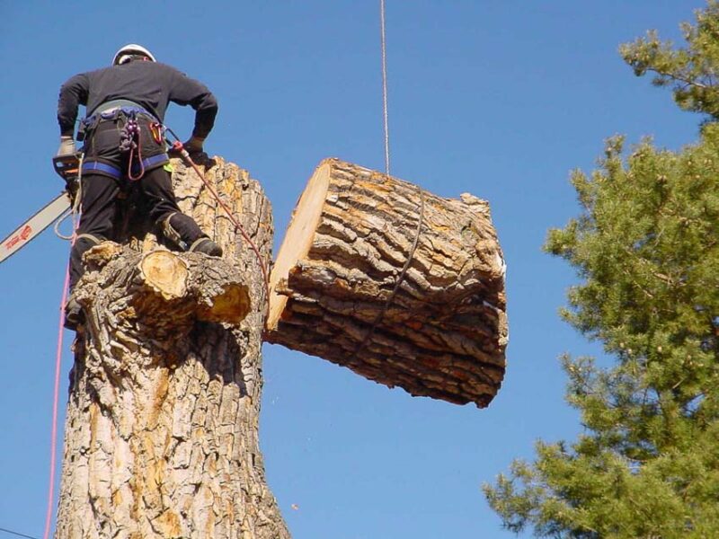 arborist removing tree