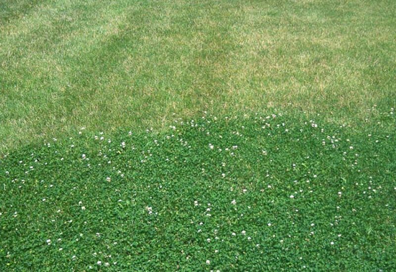 clover vs grass