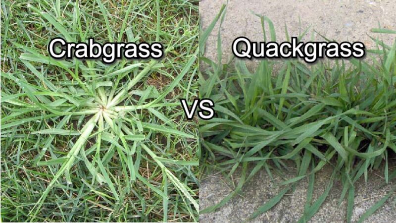 quackgrass vs crabgrass