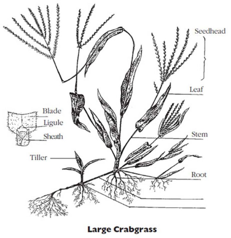 crabgrass diagram