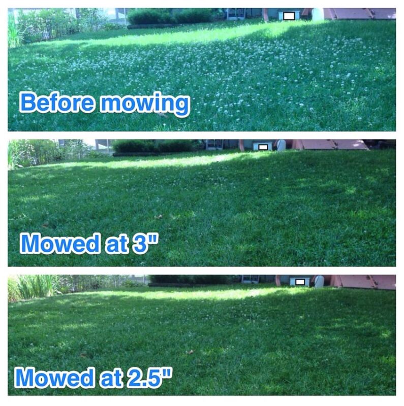 mowing clover