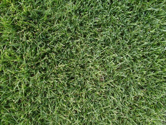 A Guide To Perennial Ryegrass Ope 