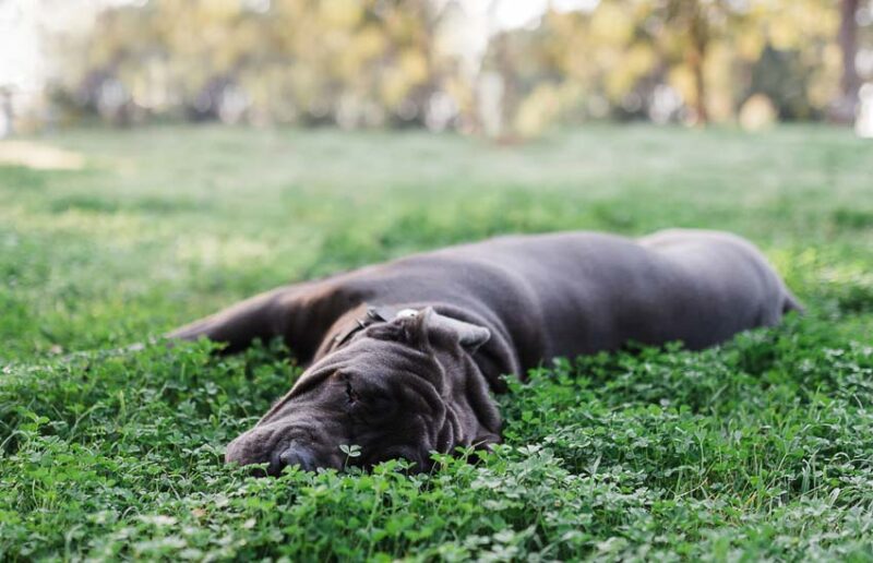 pet-friendly lawn