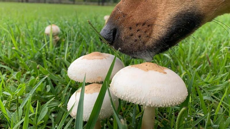 mushrooms dangerous to pets