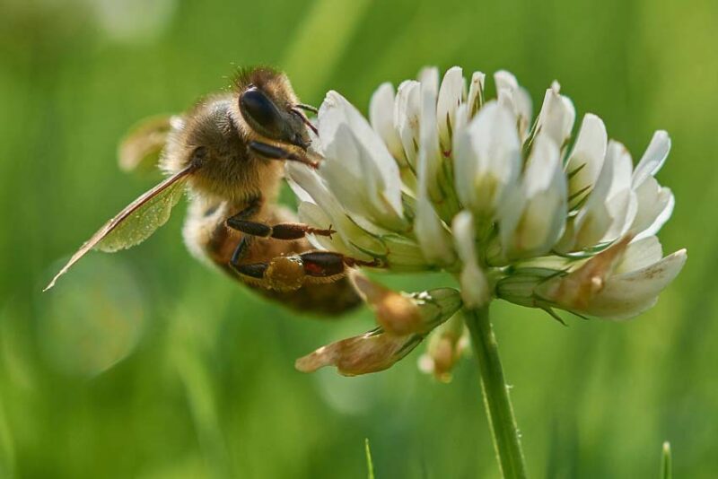 pollination