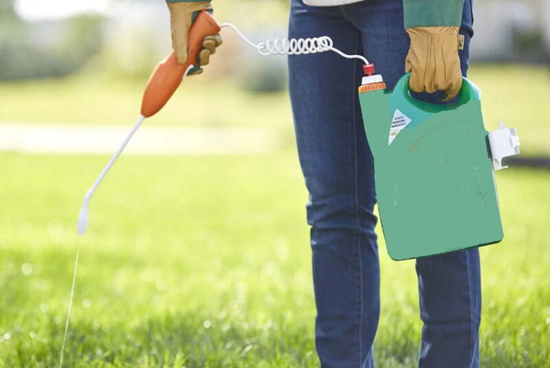 killing clover in lawn