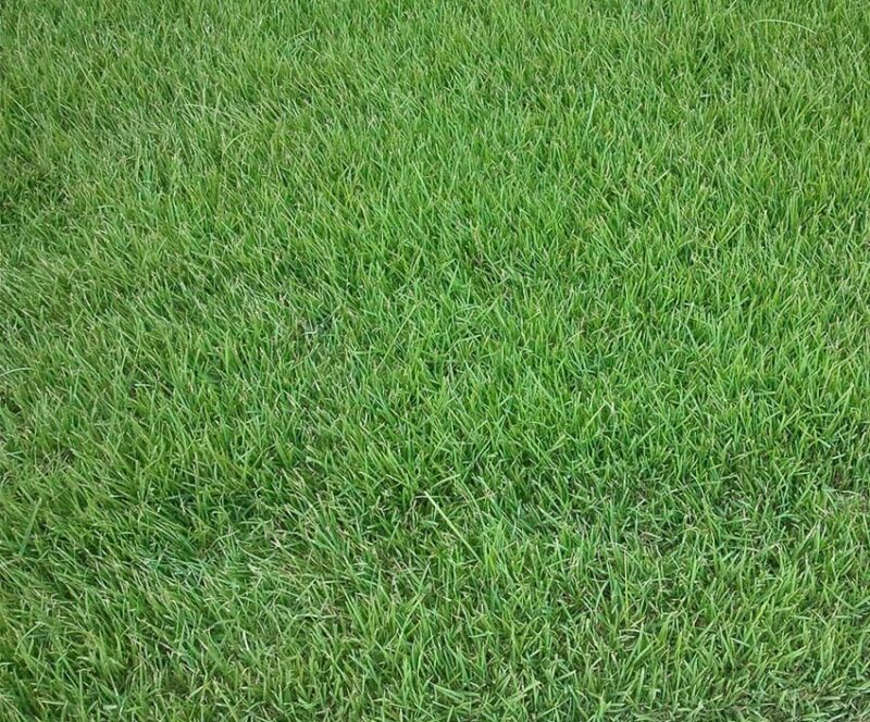 zoysia grass