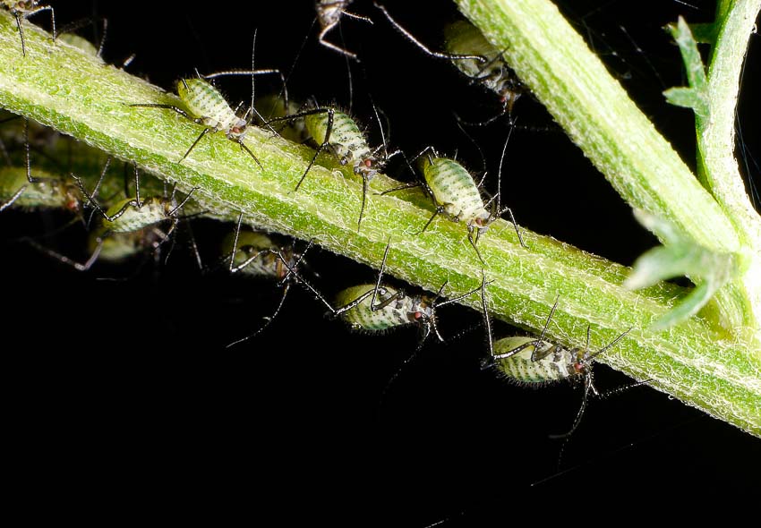 aphid control