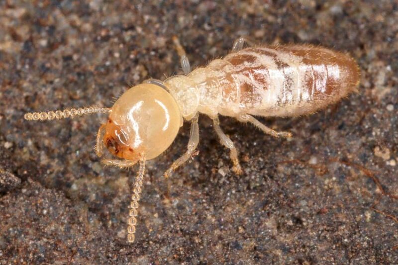 termite nymph