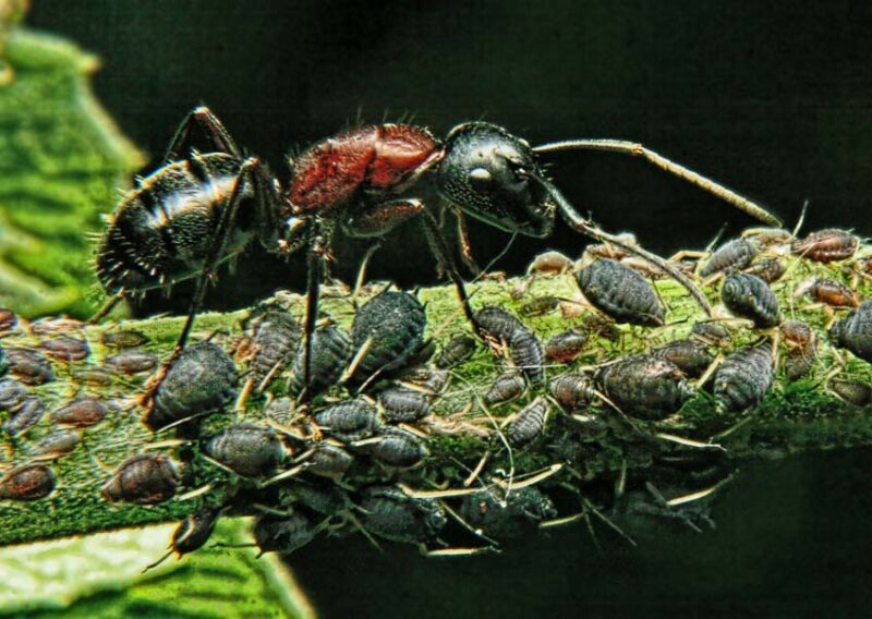 ant herding aphids
