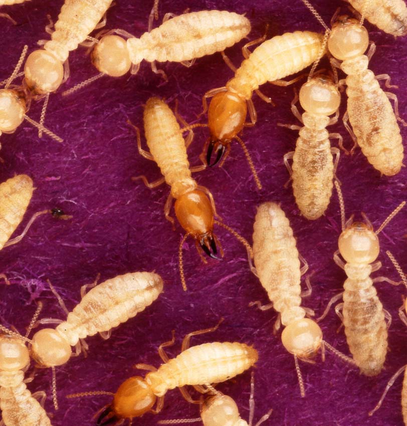 how to get rid of termites