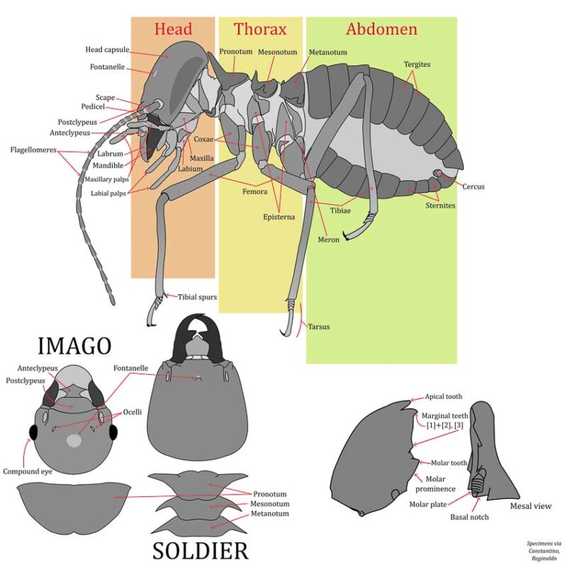 termite anatomy