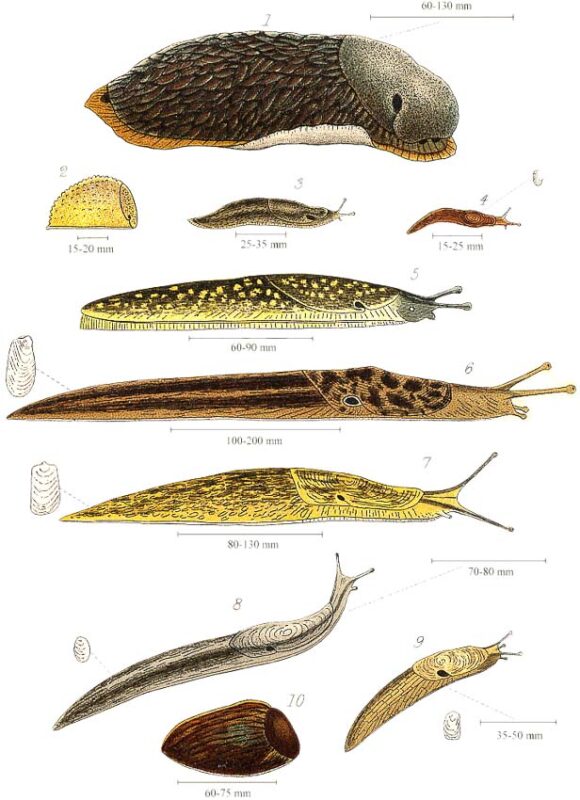 types of slugs