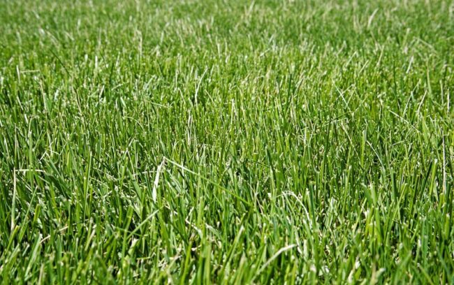 Choosing the Best Type of Grass for Your Regional Climate - OPE Reviews