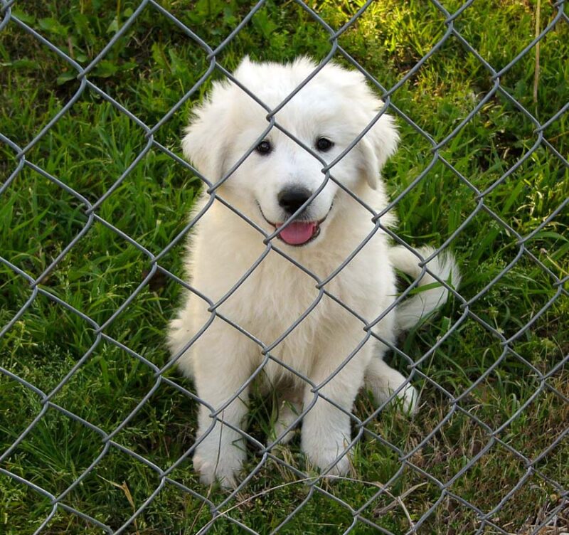 chain link fence for pets