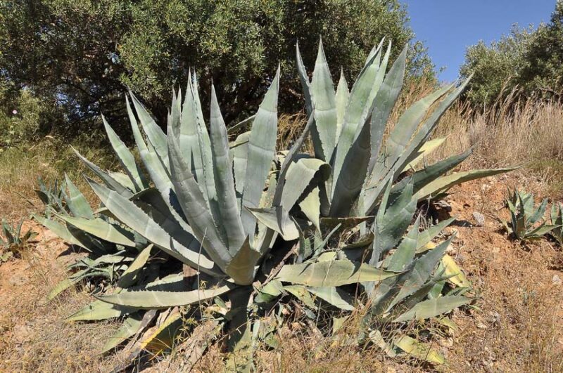 agave plant 