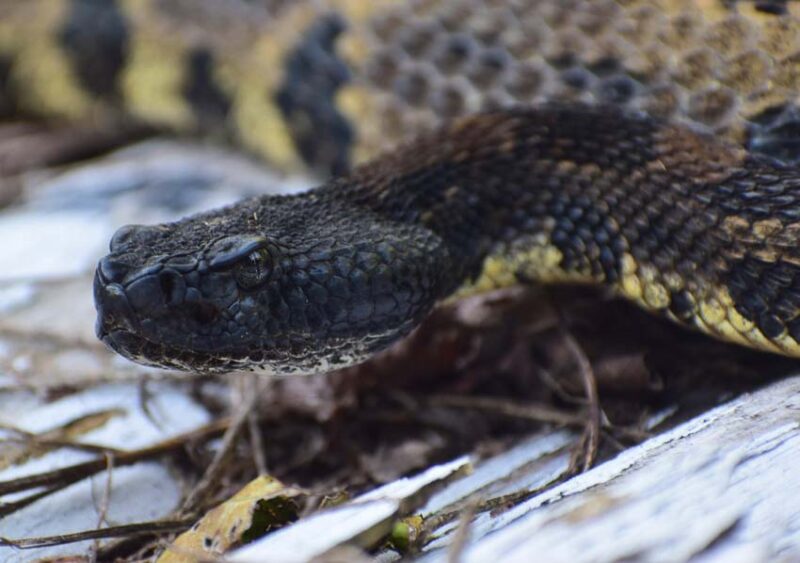 timber rattlesnake