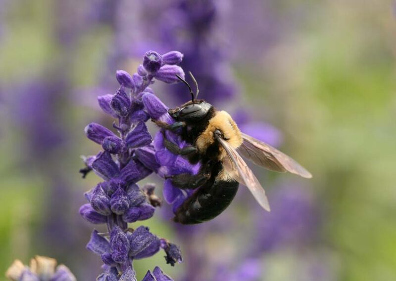 get rid of carpenter bees