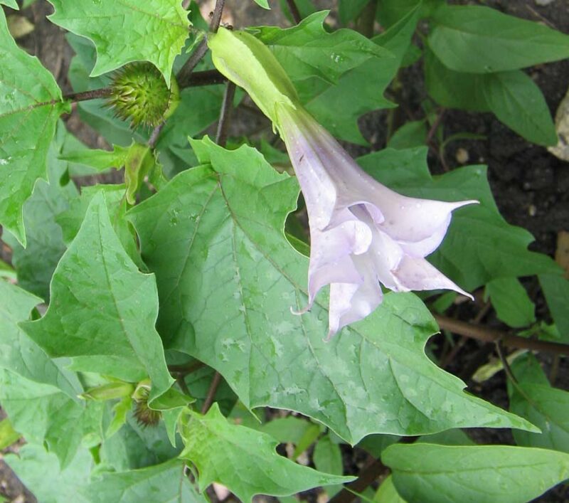jimsonweed poisonous weeds guide