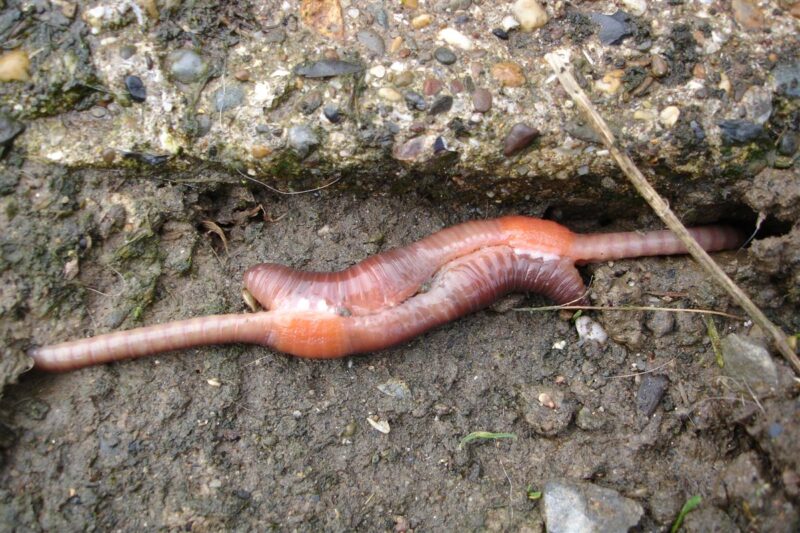 earthworms mating