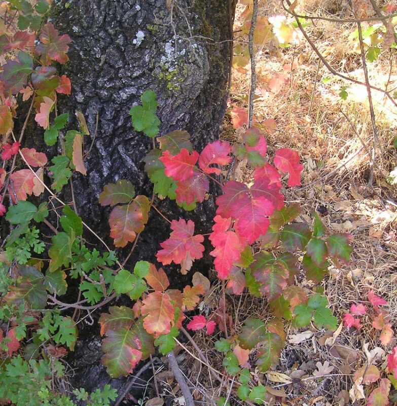 poison oak identification
