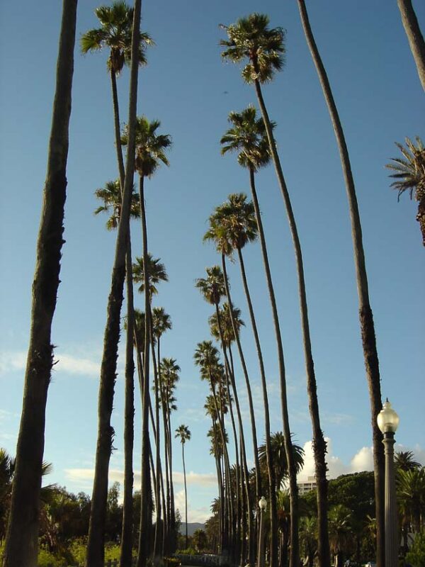California palms