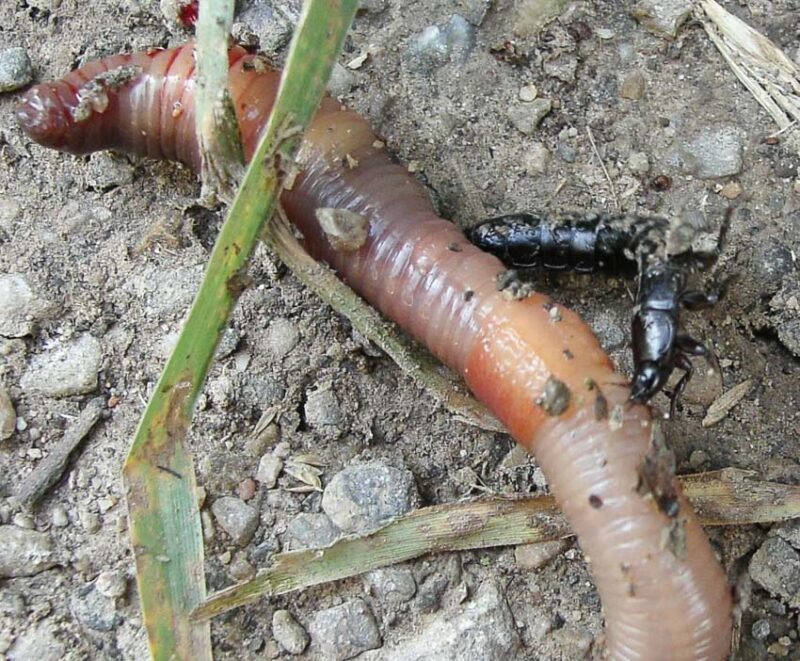 earthworm predators