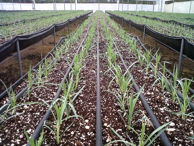 size drip irrigation system