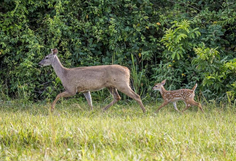 keep white-tail deer out of yard