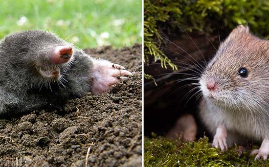 difference between a mole and vole