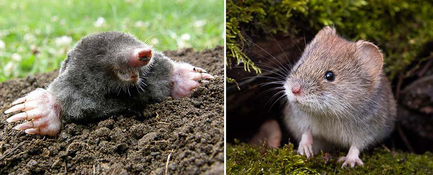 difference between a mole and vole