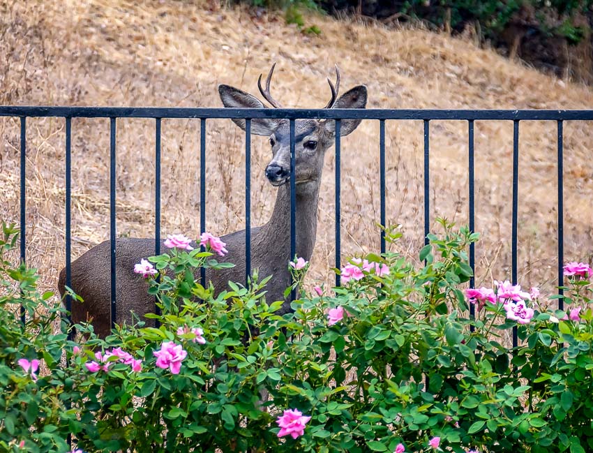 keep deer out of your yard