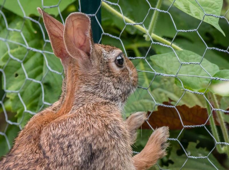 rabbit fence
