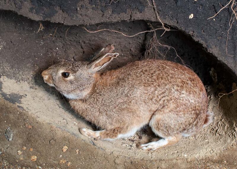 rabbit burrow
