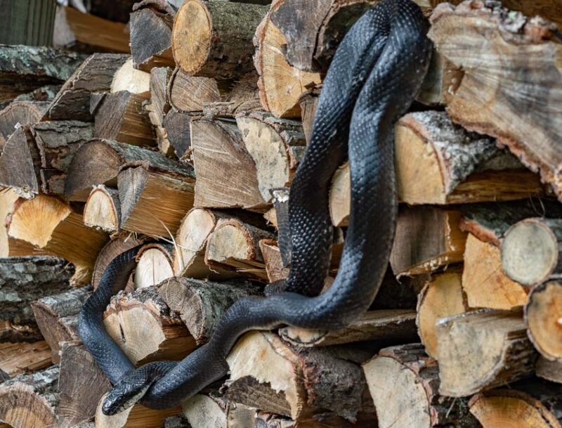 snakes in woodpiles