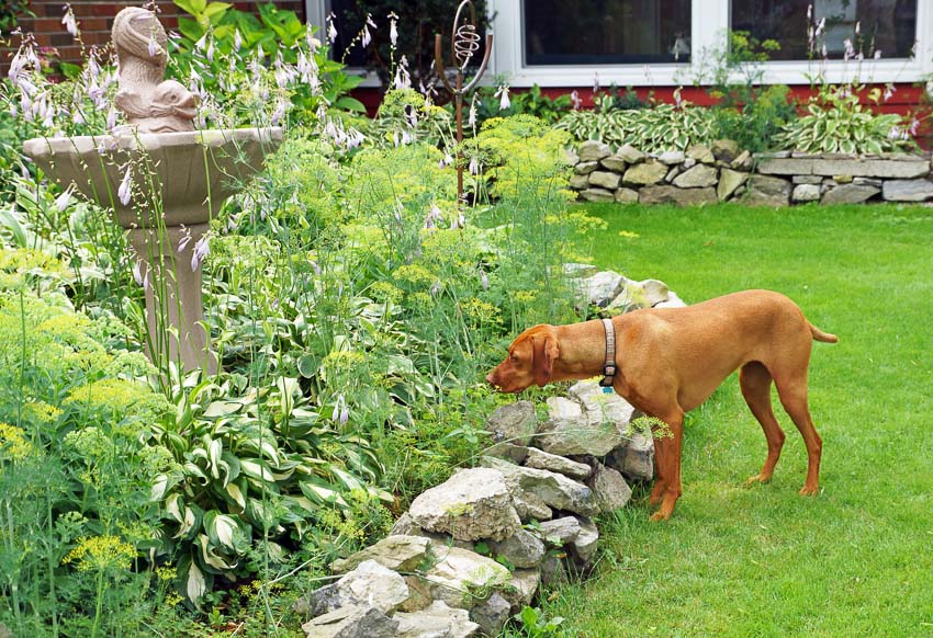 dog friendly landscaping