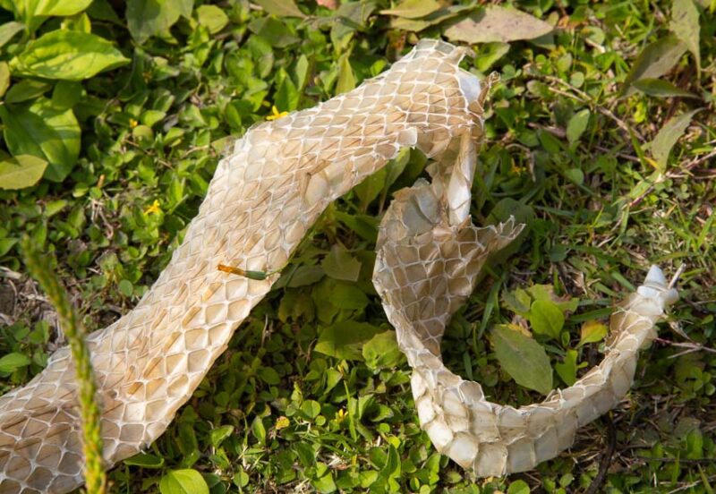 shed snake skin in yard