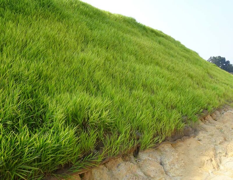 plant grass to control erosion